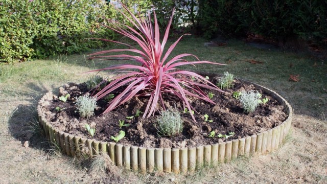 massif de cordyline, lavande, santolines en Bretagne