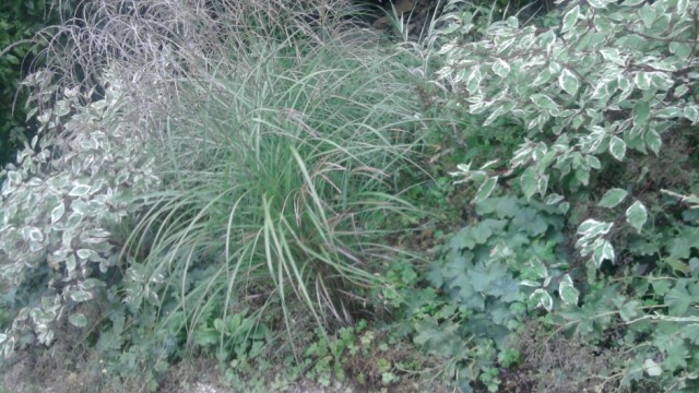 massif de plantes aquaphiles