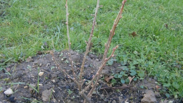 plantation d'un cassissier