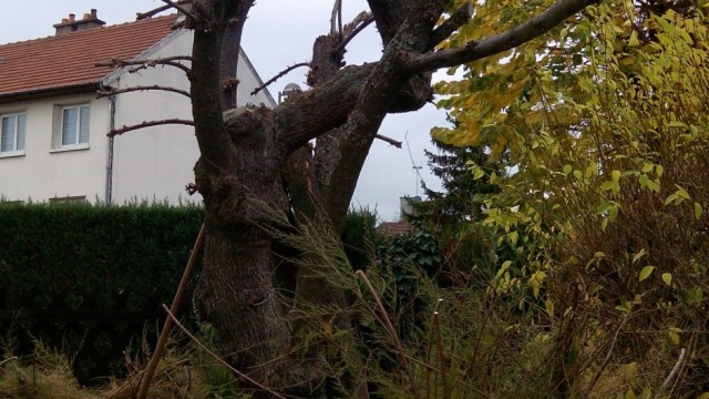 taille d'un tamaris