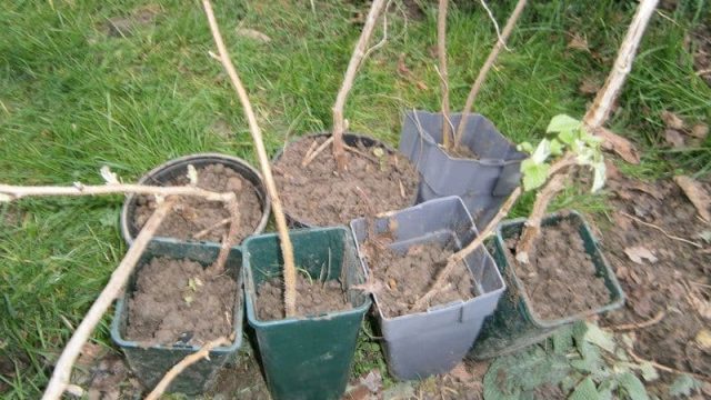 pieds de framboisiers en pots prets à être plantés