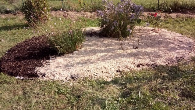 paillage miscanthus sur écorces bois en cours
