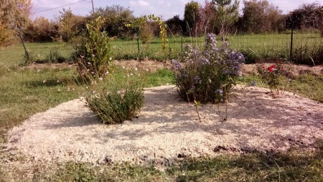 paillage miscanthus sur massif