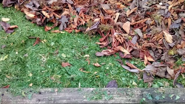 carré potager en lasagnes couche azotée puis feuilles