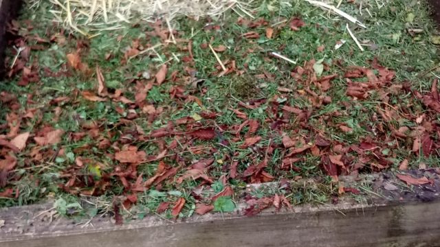 carré potager en lasagnes couche azotée puis paille