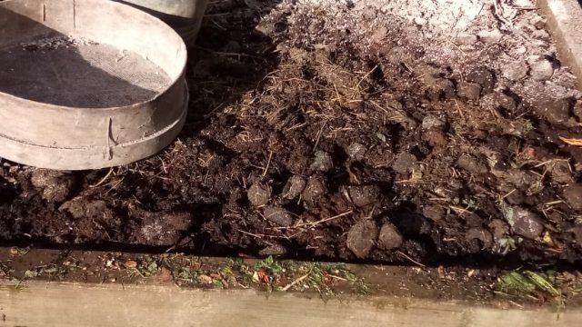 carré potager en lasagnes couche cendres