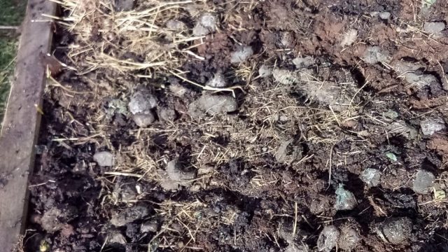 carré potager en lasagnes couche fumier