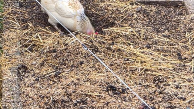 la poule Rosalie fouille le carré potager en lasagnes
