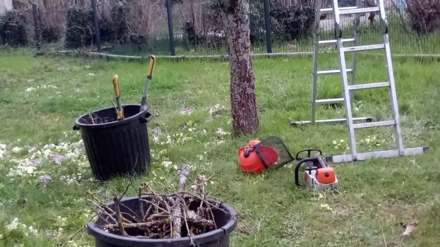 reprises de plaies de taille dans fruitier